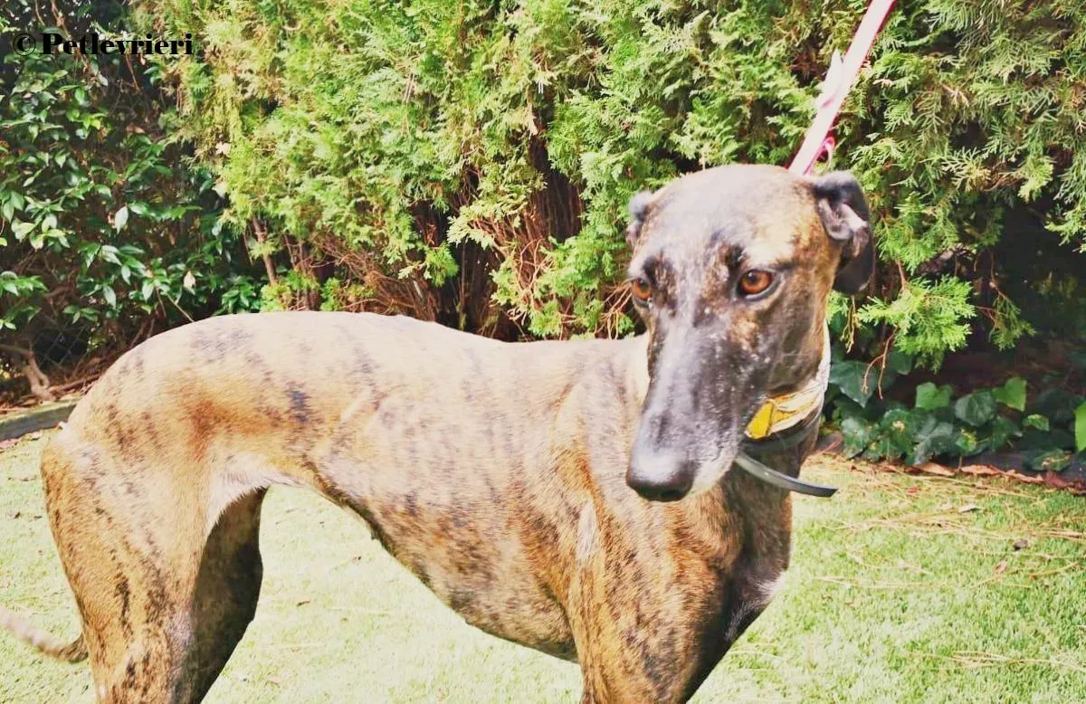 Verea galgo adozione pet levrieri onlus 8