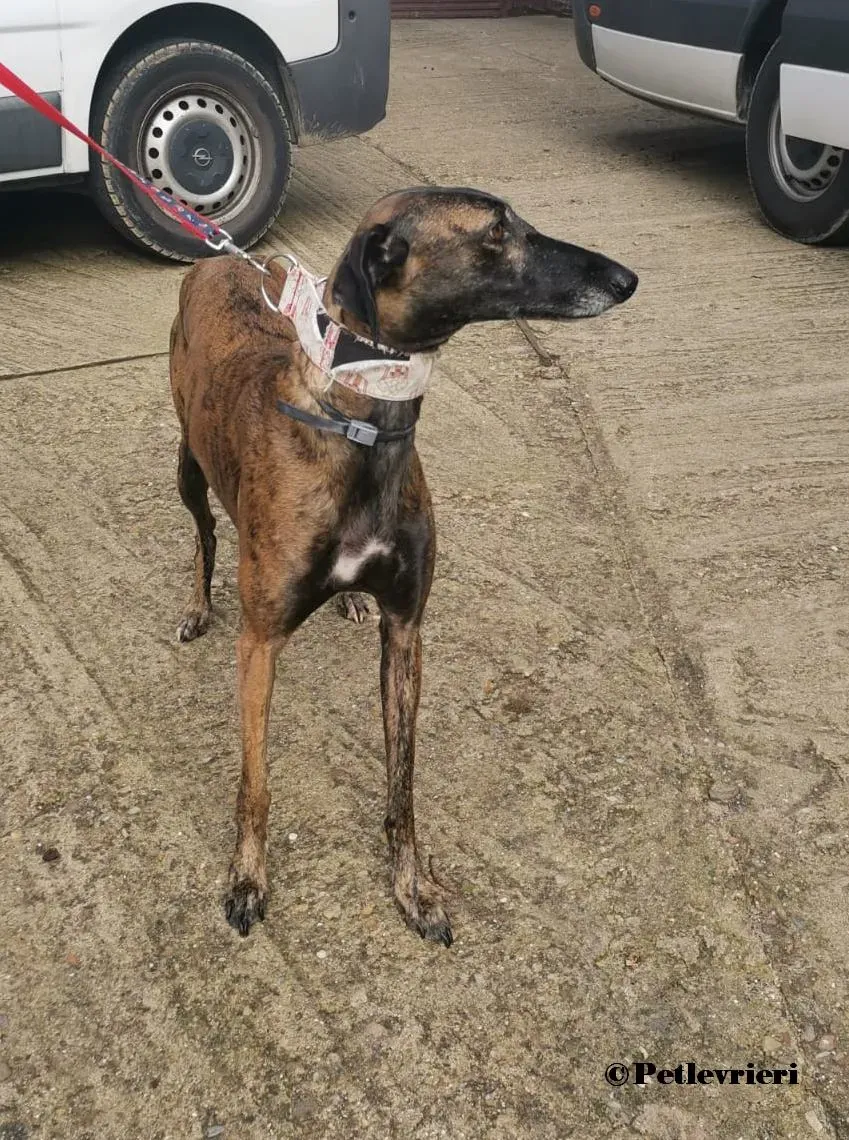 Verea galgo adozione pet levrieri onlus 9