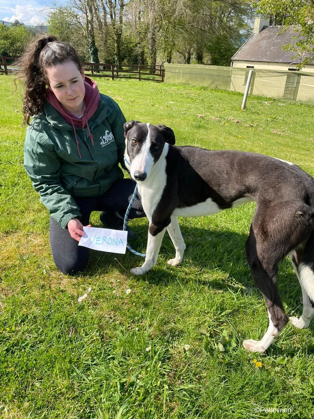 Verona adozione levrieri greyhound 1