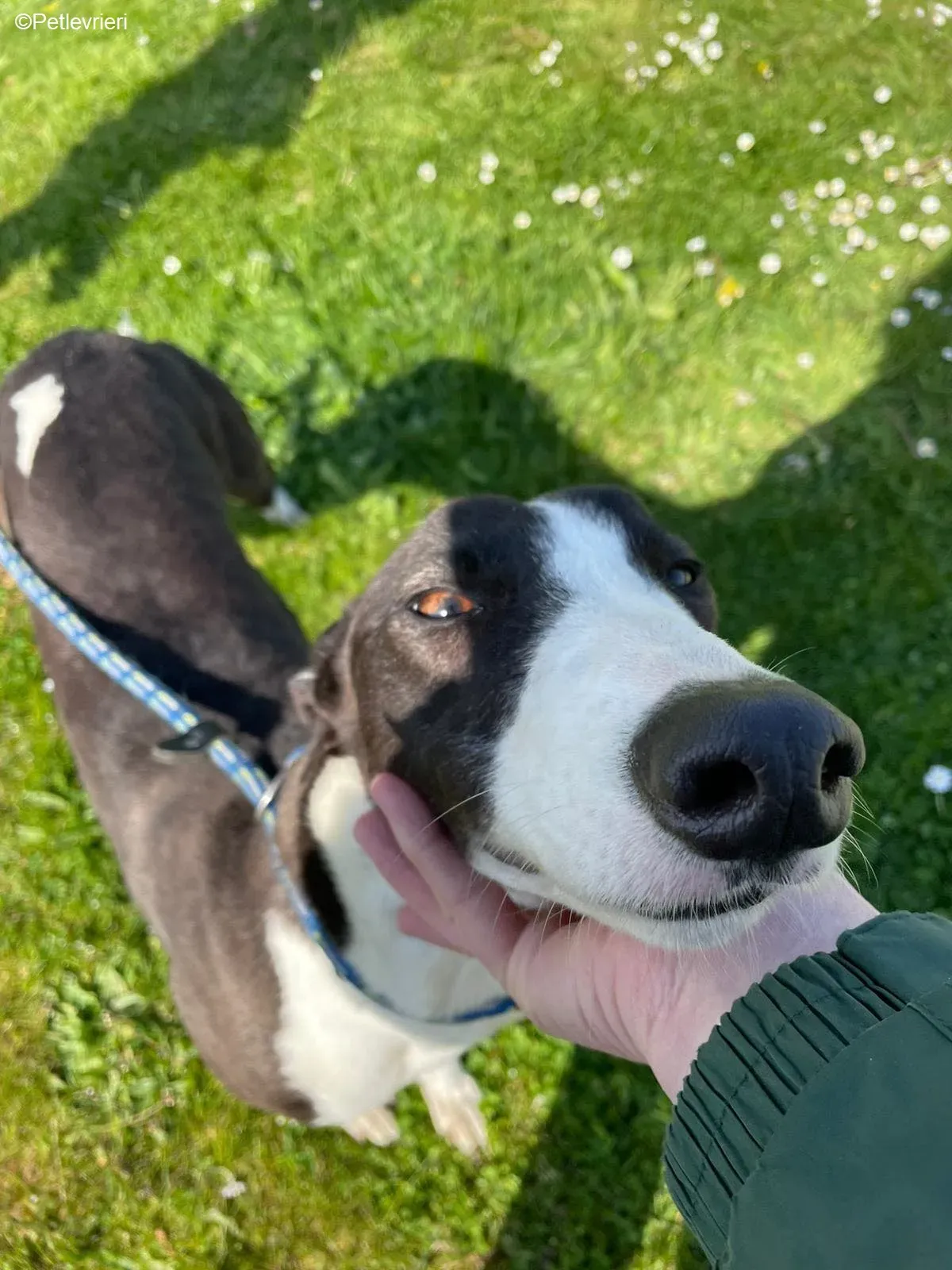 Verona adozione levrieri greyhound 10