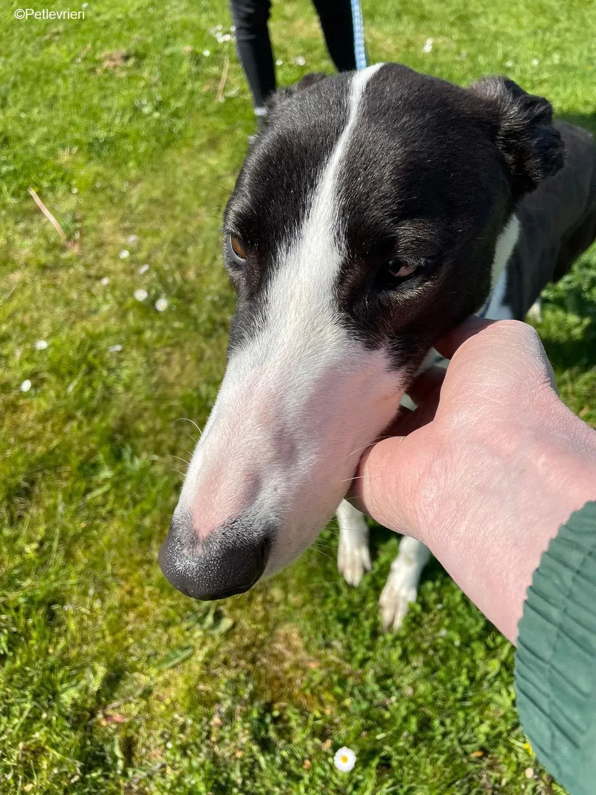 Verona adozione levrieri greyhound 11