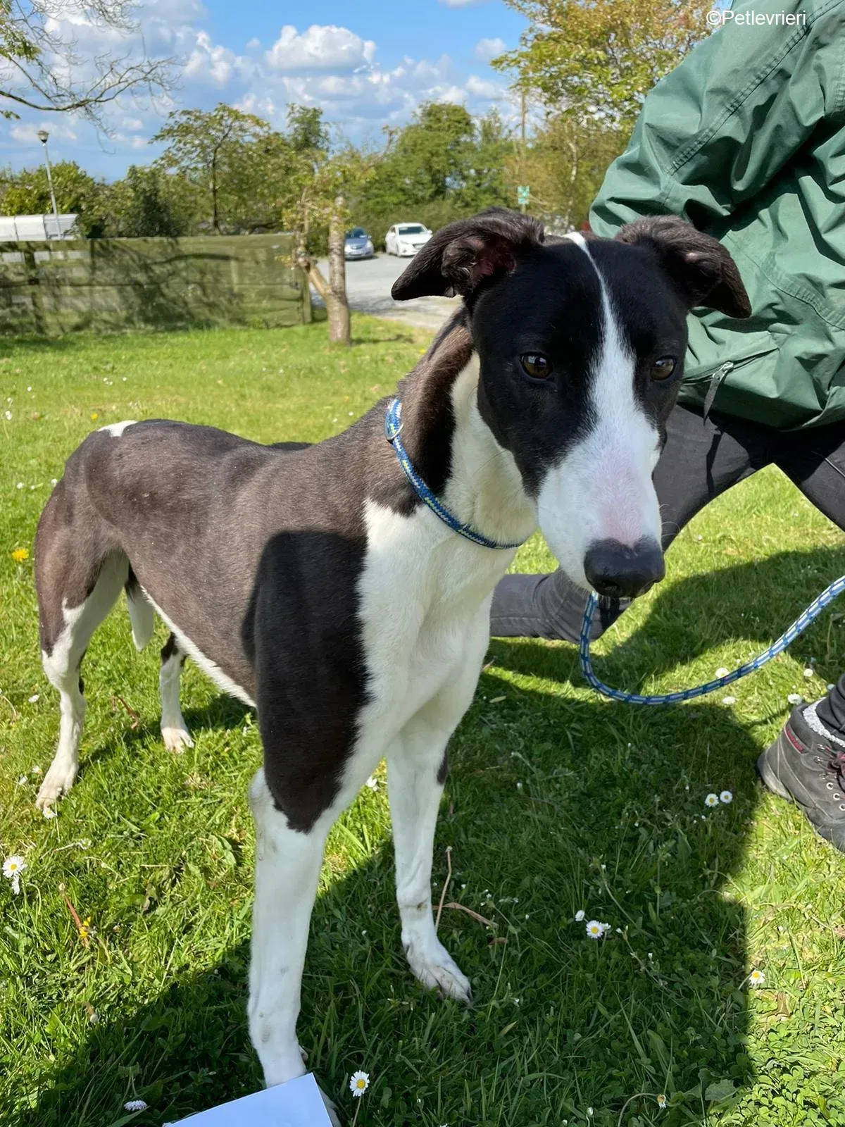 Verona adozione levrieri greyhound 12