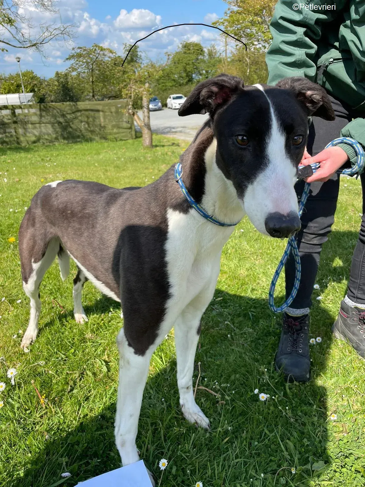 Verona adozione levrieri greyhound 13