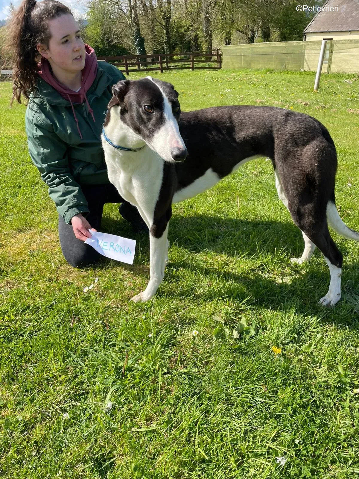 Verona adozione levrieri greyhound 2