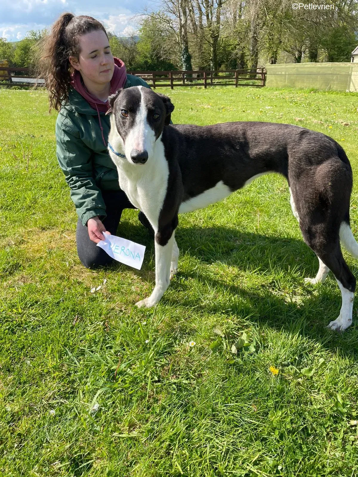 Verona adozione levrieri greyhound 3