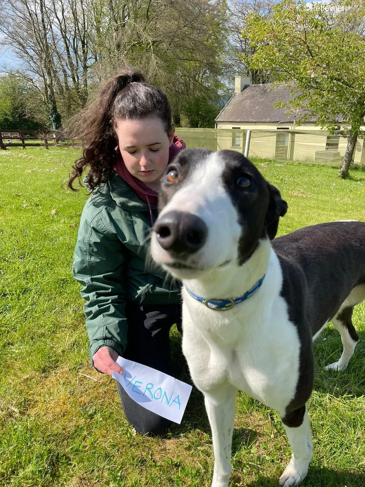Verona adozione levrieri greyhound 5