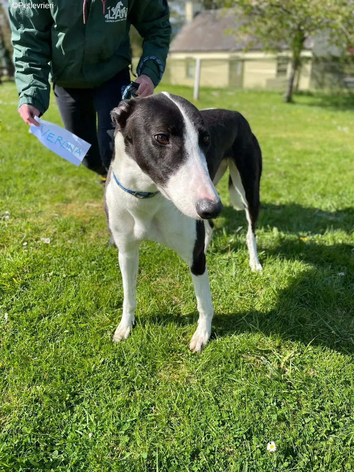 Verona adozione levrieri greyhound 6