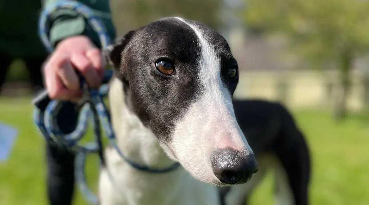 Verona adozione levrieri greyhound 7 e1619877482217