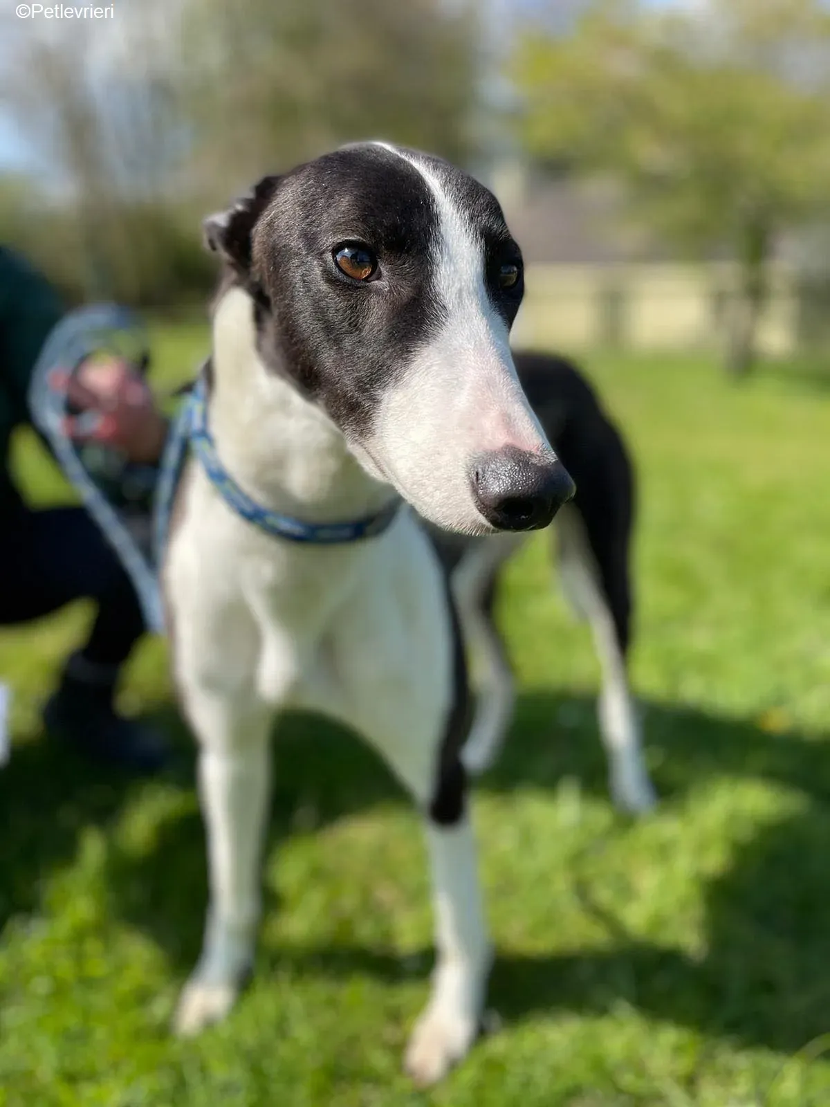 Verona adozione levrieri greyhound 8