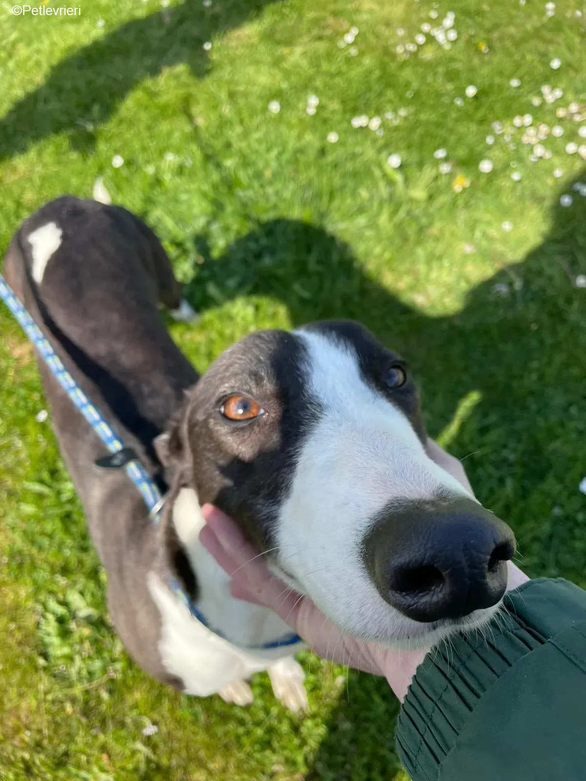 Verona adozione levrieri greyhound 9