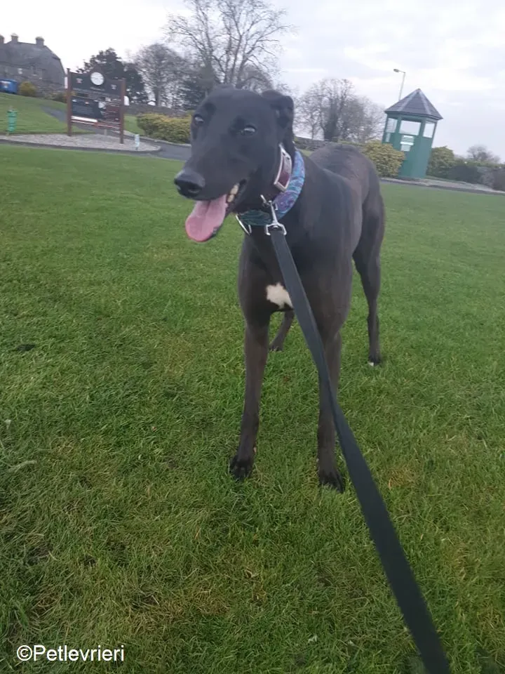 Victoria adozione levrieri greyhound 1