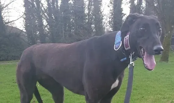 Victoria adozione levrieri greyhound 2 e1610826585933