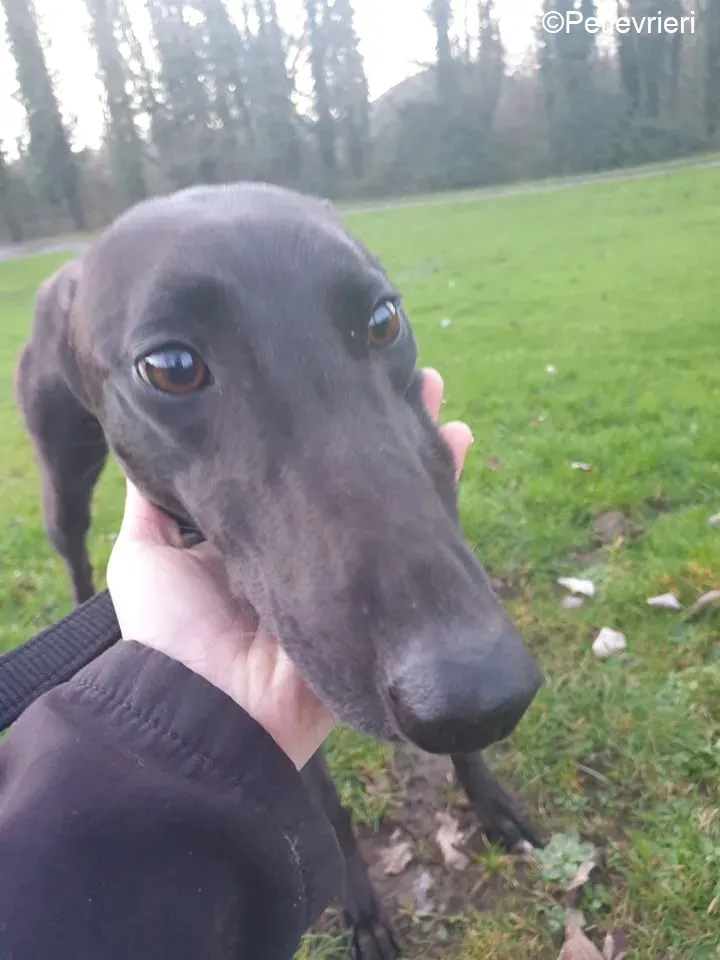 Victoria adozione levrieri greyhound 3