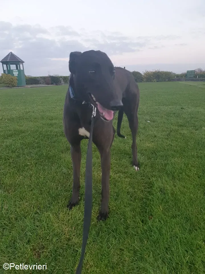 Victoria adozione levrieri greyhound 4