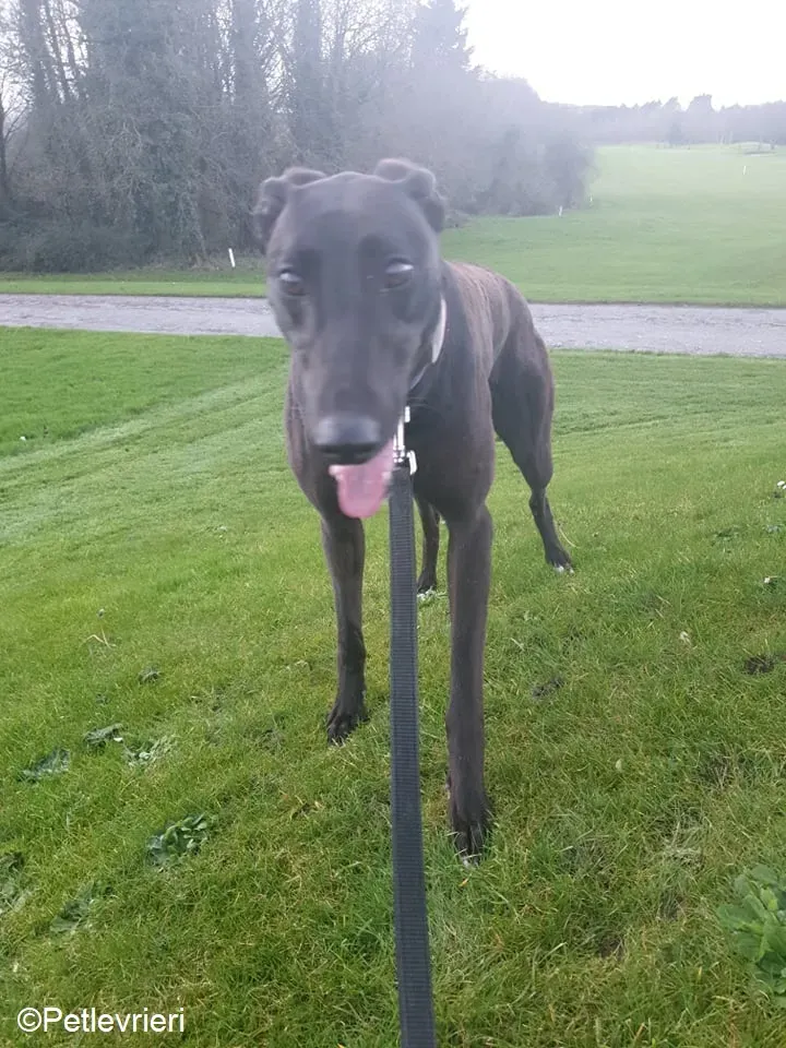 Victoria adozione levrieri greyhound 5