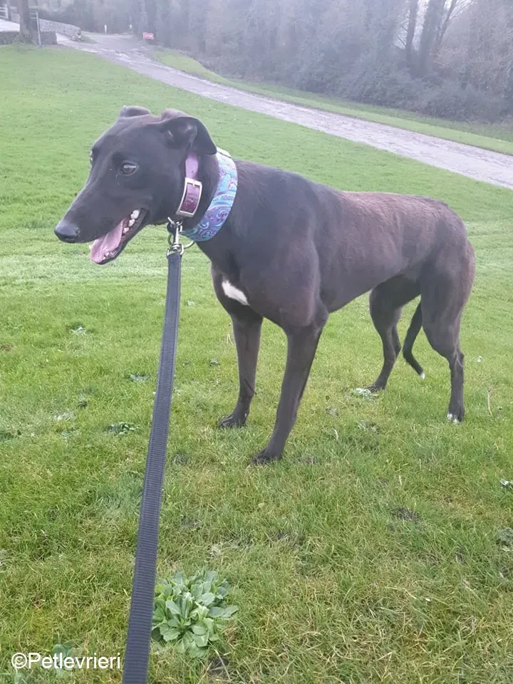 Victoria adozione levrieri greyhound 6