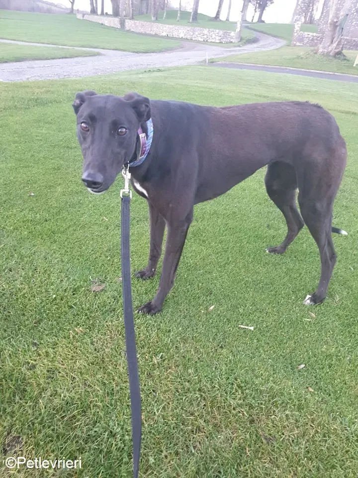 Victoria adozione levrieri greyhound 7