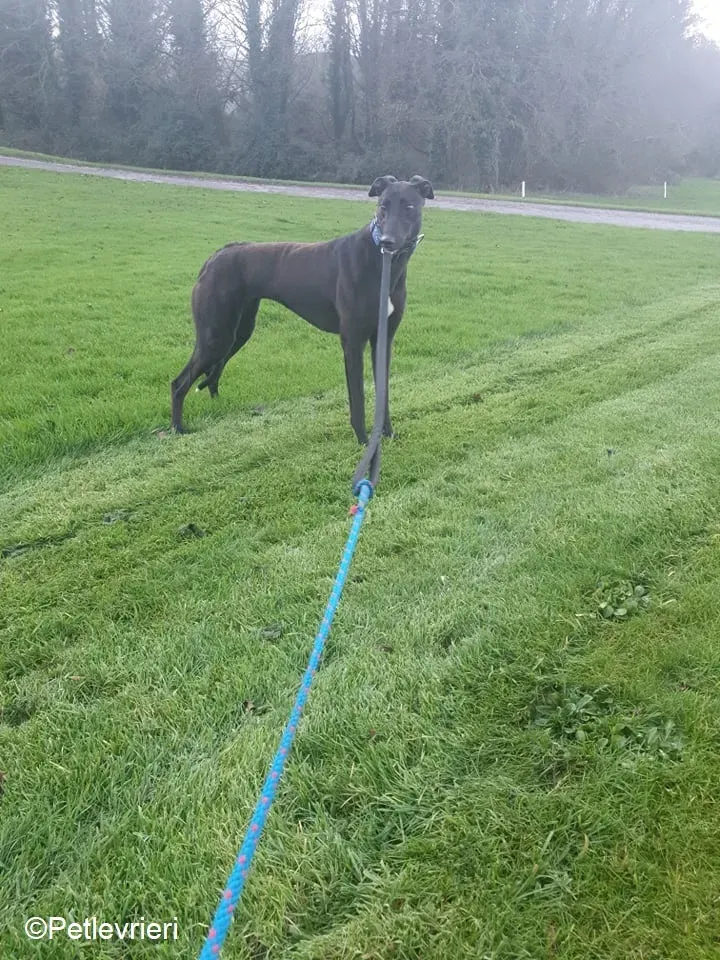 Victoria adozione levrieri greyhound 8