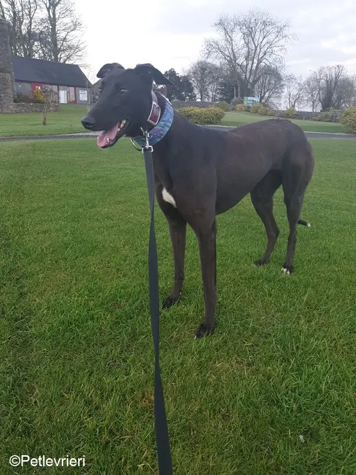 Victoria adozione levrieri greyhound 9