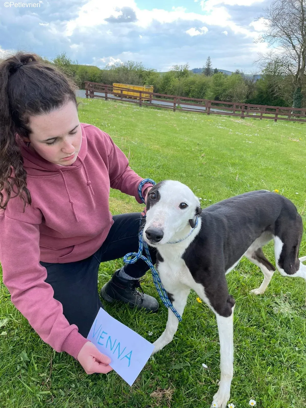 Vienna adozione levrieri greyhound 1