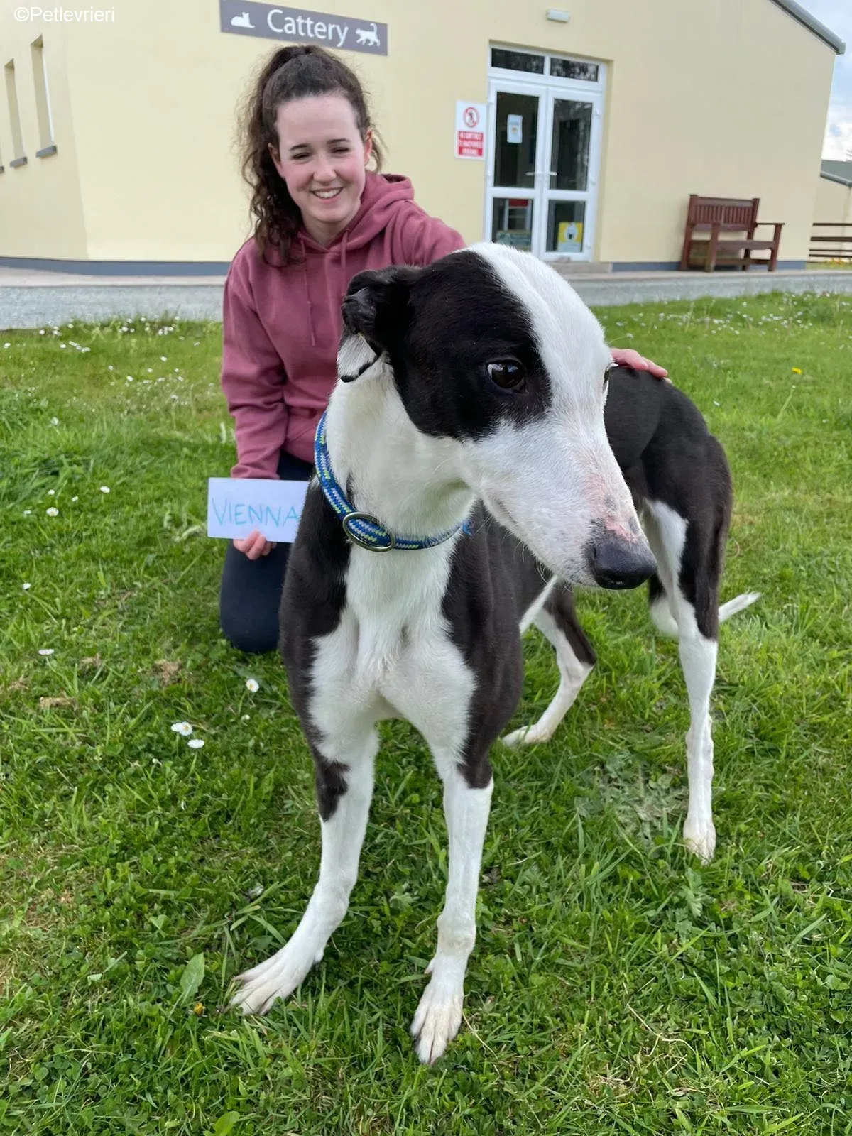 Vienna adozione levrieri greyhound 11