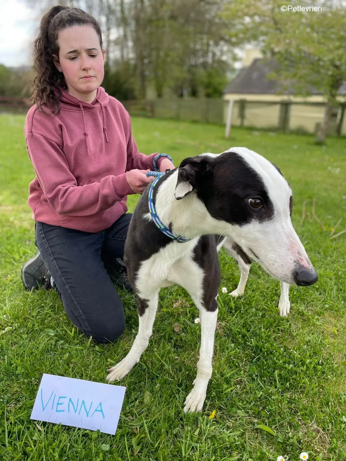 Vienna adozione levrieri greyhound 12