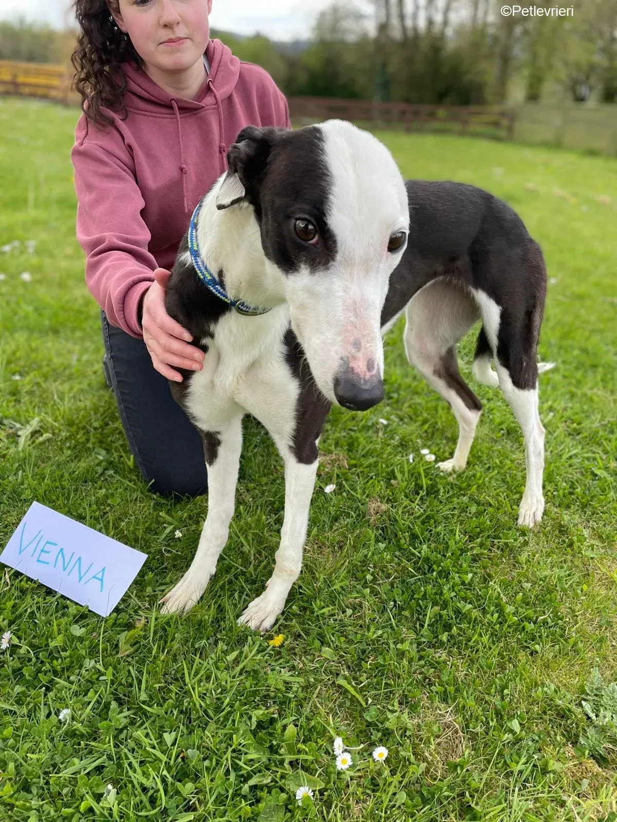 Vienna adozione levrieri greyhound 13