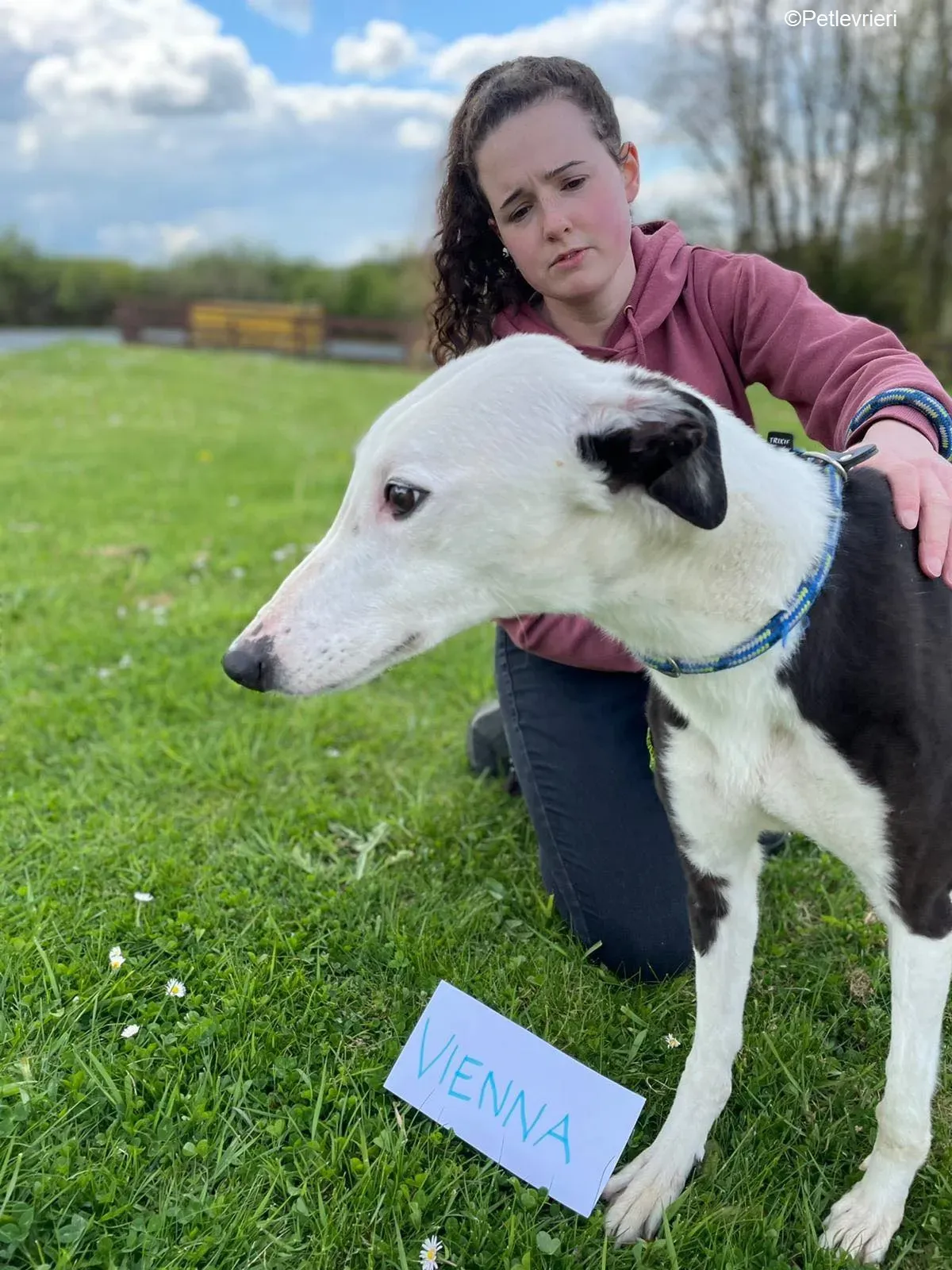 Vienna adozione levrieri greyhound 16