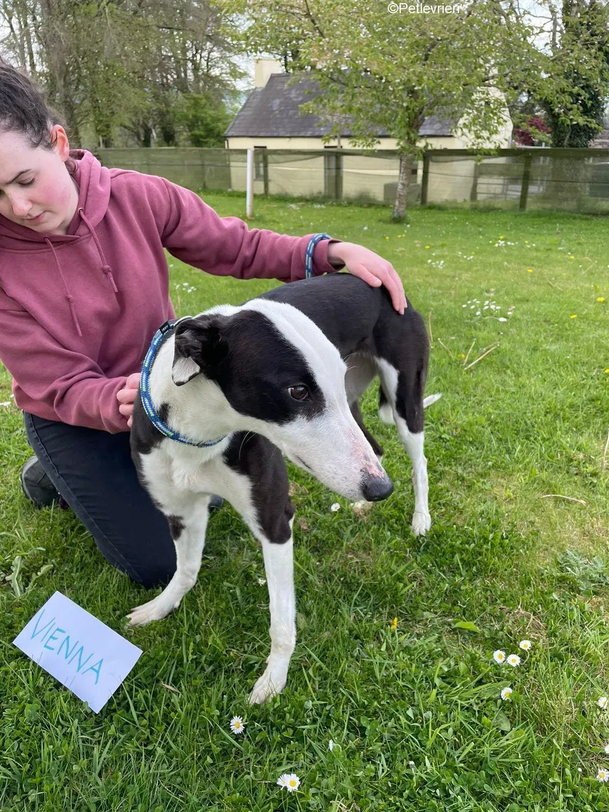 Vienna adozione levrieri greyhound 17