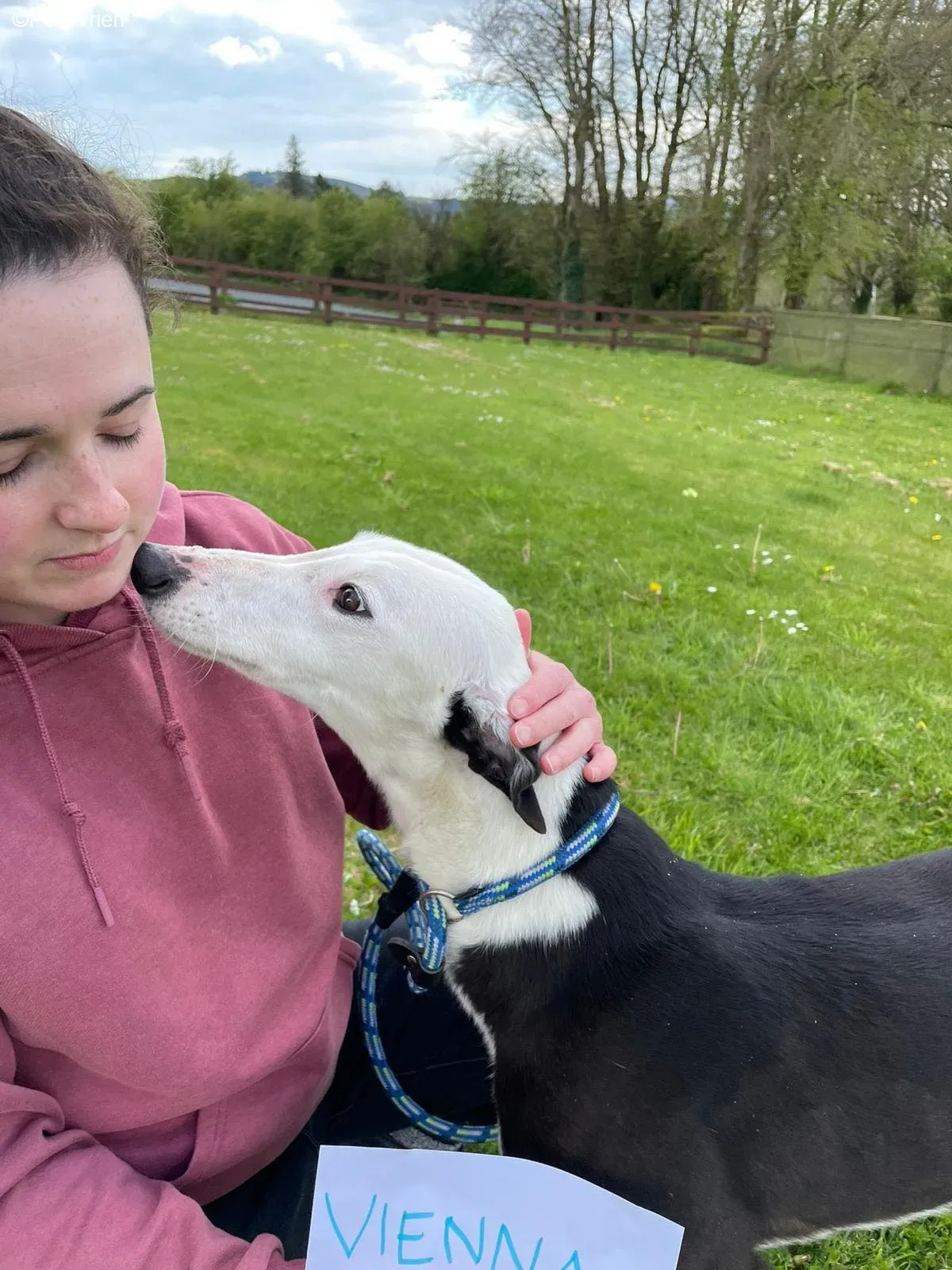 Vienna adozione levrieri greyhound 2