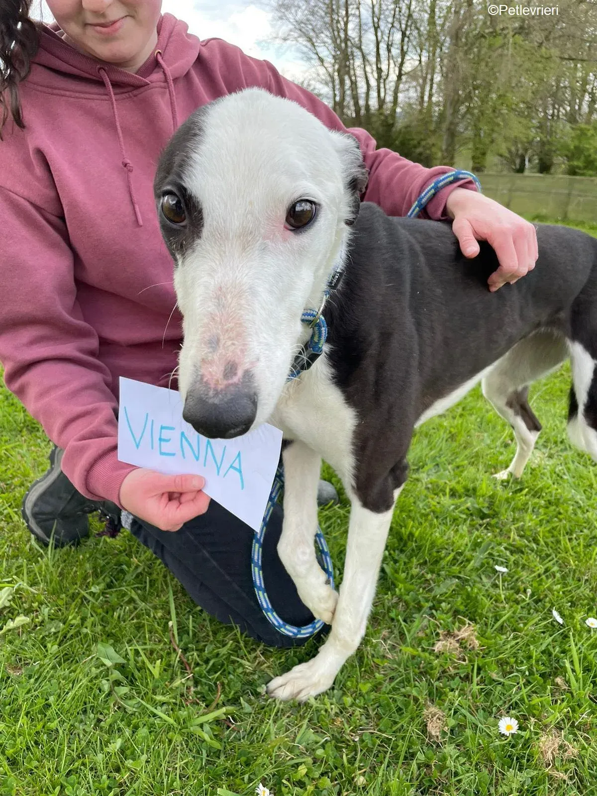Vienna adozione levrieri greyhound 4