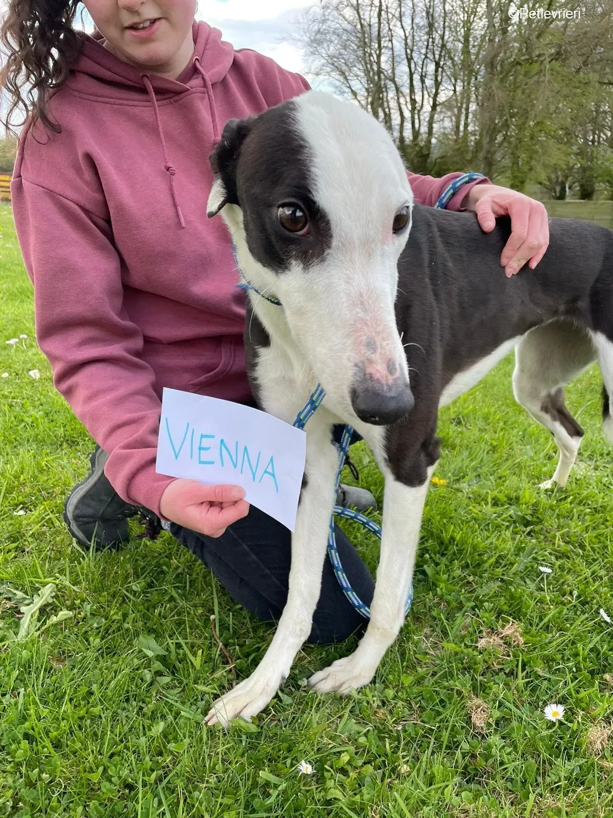 Vienna adozione levrieri greyhound 5