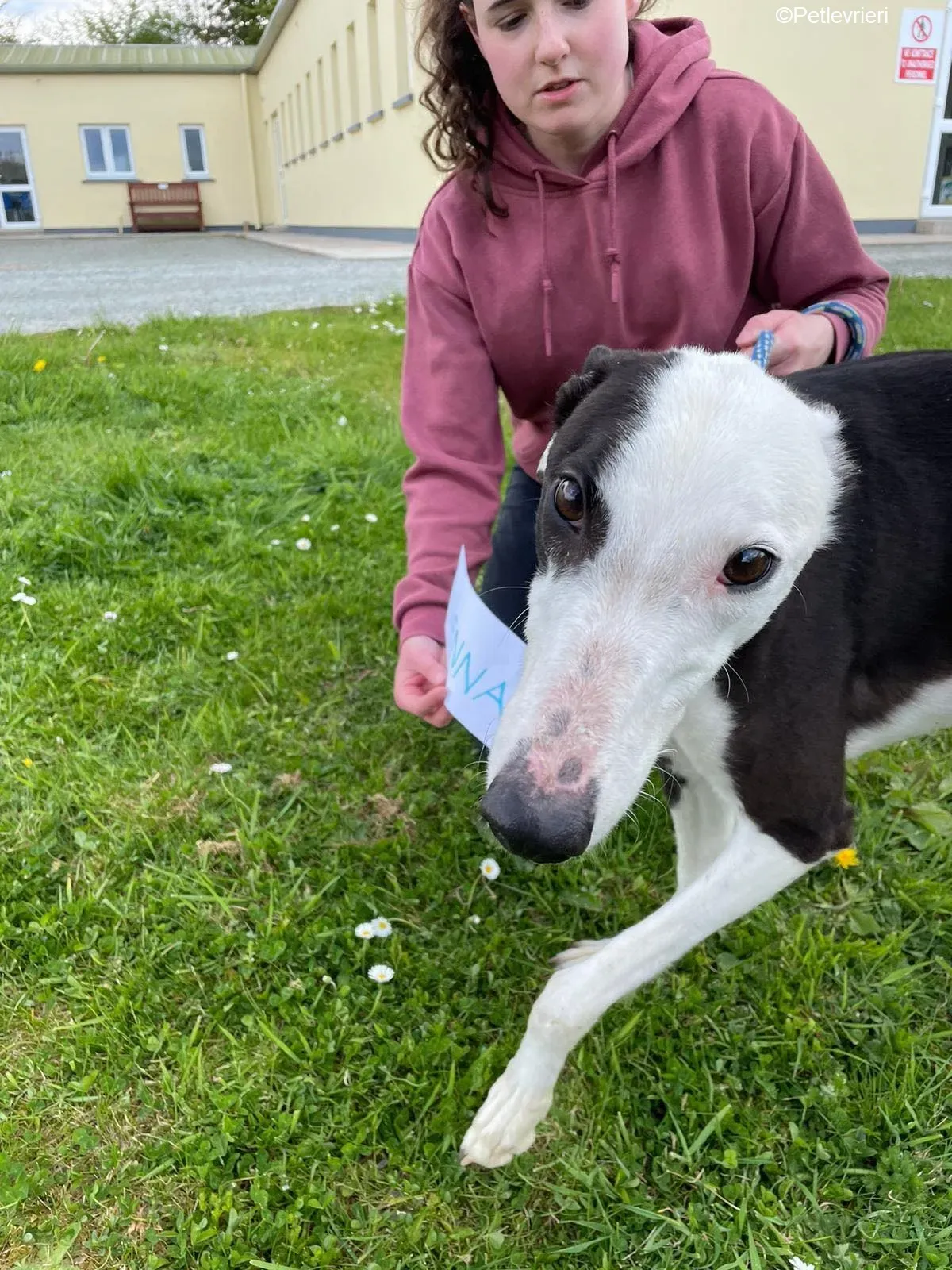 Vienna adozione levrieri greyhound 6