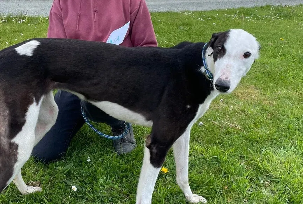 Vienna adozione levrieri greyhound 7jpg e1619879096627