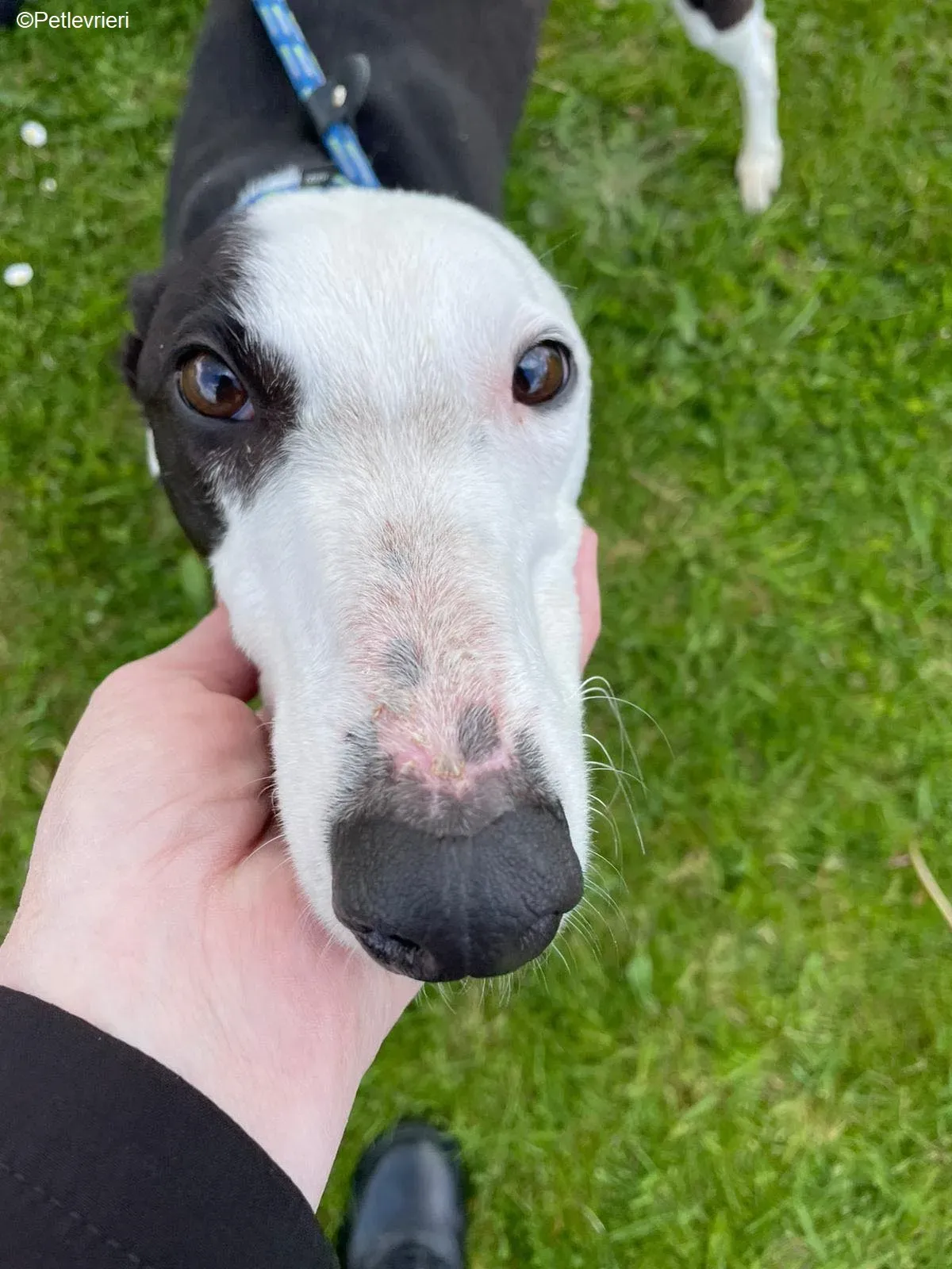 Vienna adozione levrieri greyhound 9