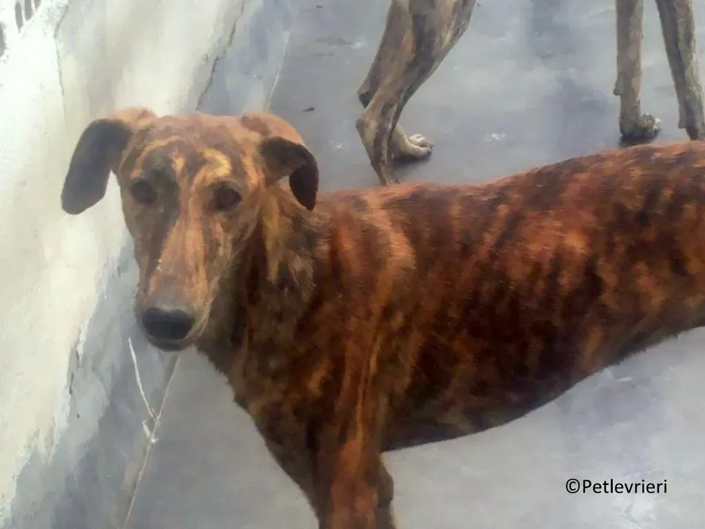 Viernes adozione levrieri galgo 01