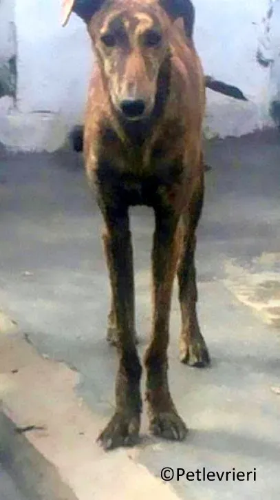 Viernes adozione levrieri galgo 02