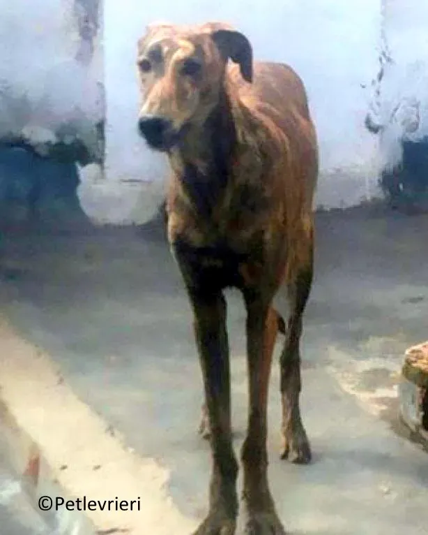 Viernes adozione levrieri galgo 03