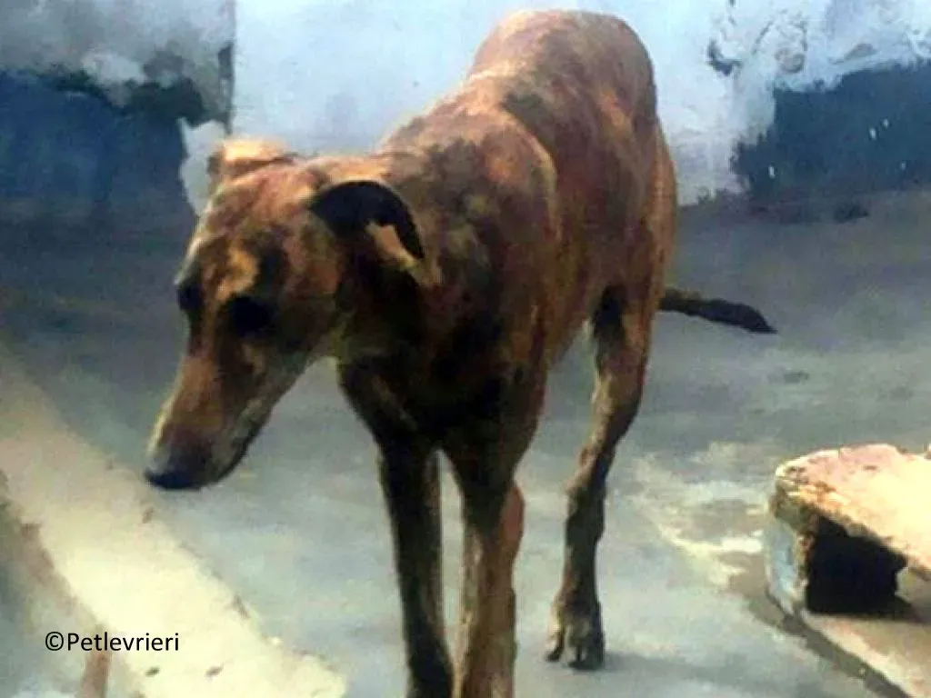 Viernes adozione levrieri galgo 04