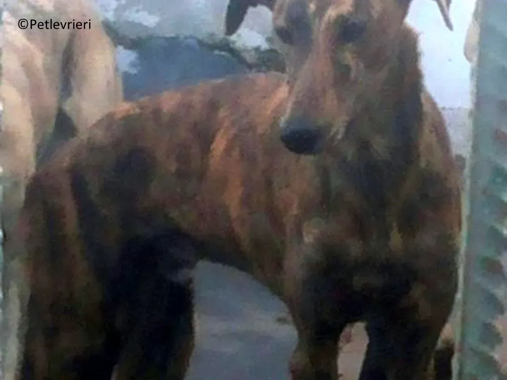 Viernes adozione levrieri galgo 05