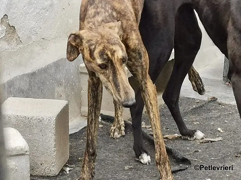 Viernes adozione levrieri galgo 1 2