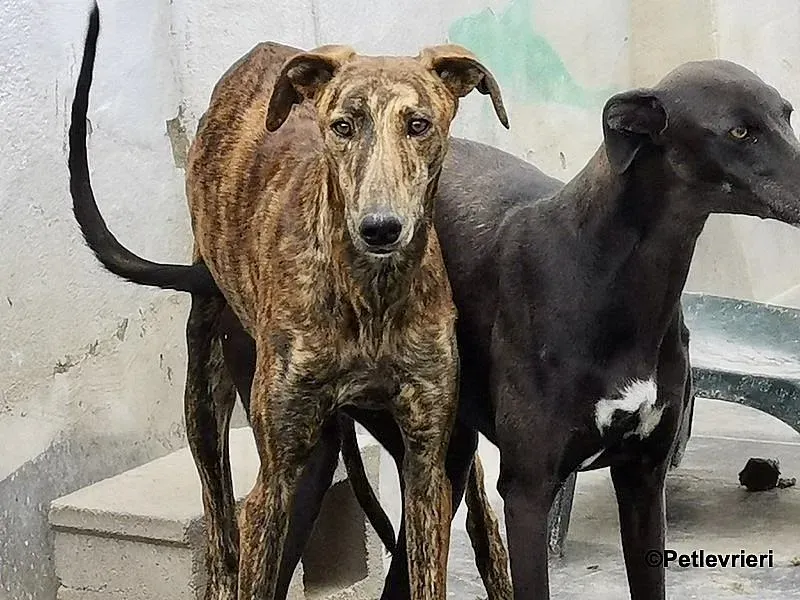 Viernes adozione levrieri galgo 11