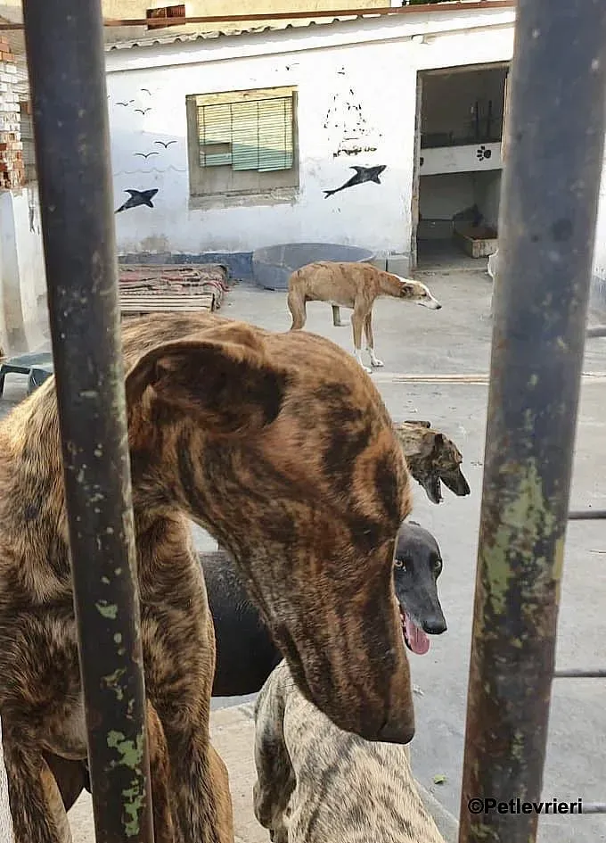 Viernes adozione levrieri galgo 12