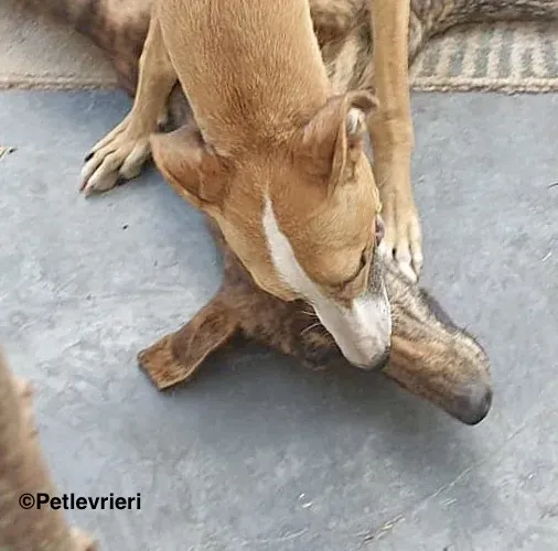 Viernes adozione levrieri galgo 13