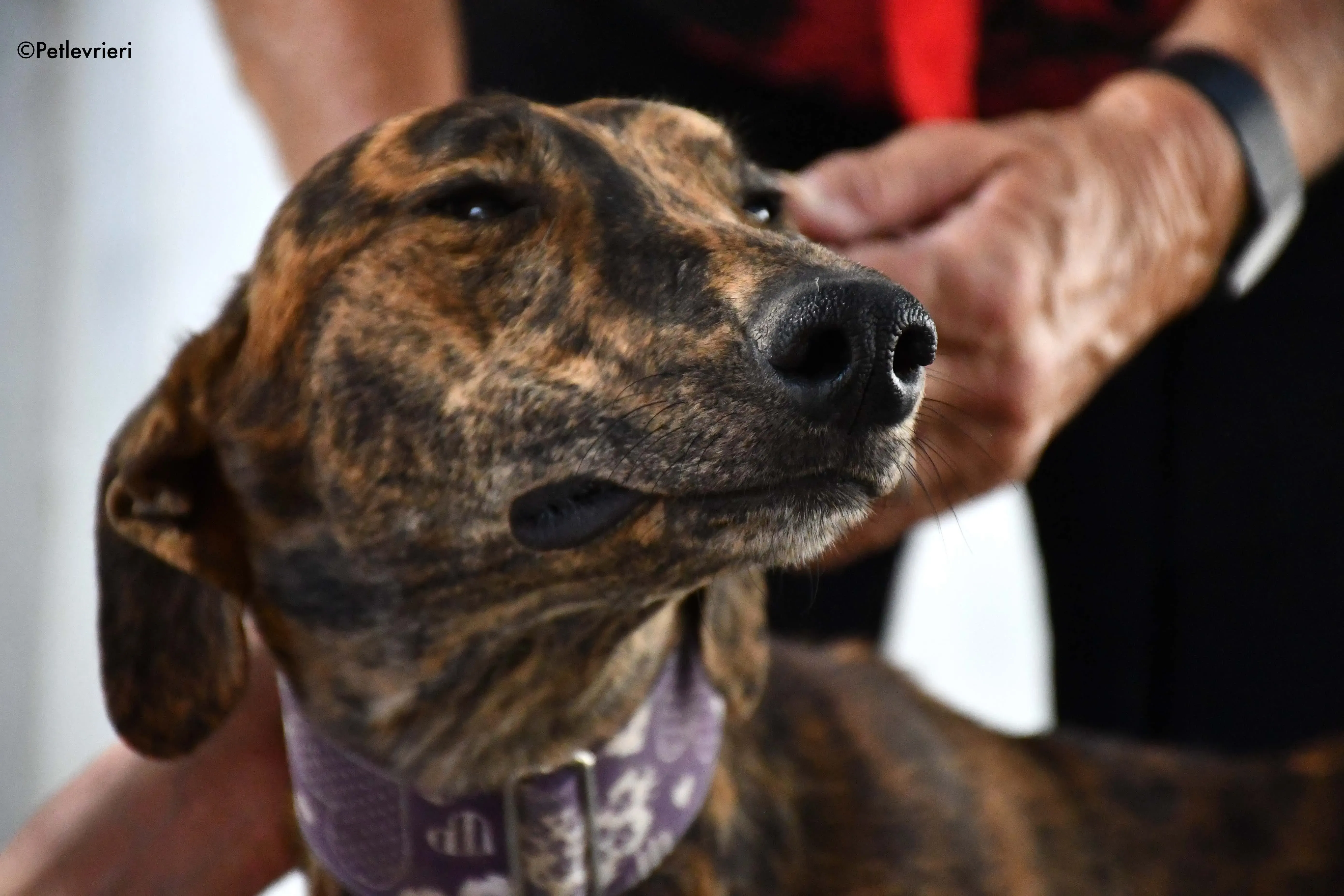 Viernes adozione levrieri galgo 2