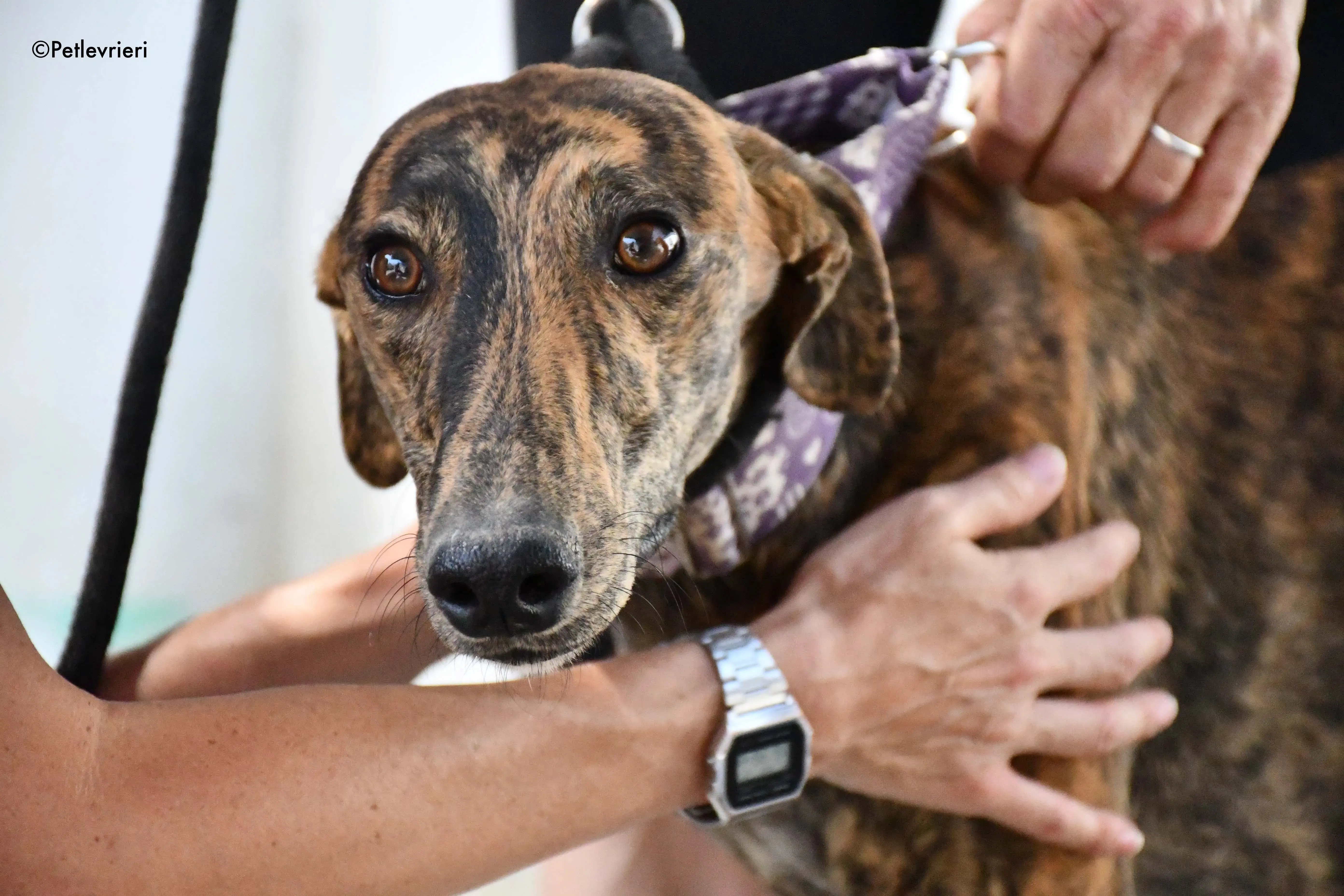 Viernes adozione levrieri galgo 5