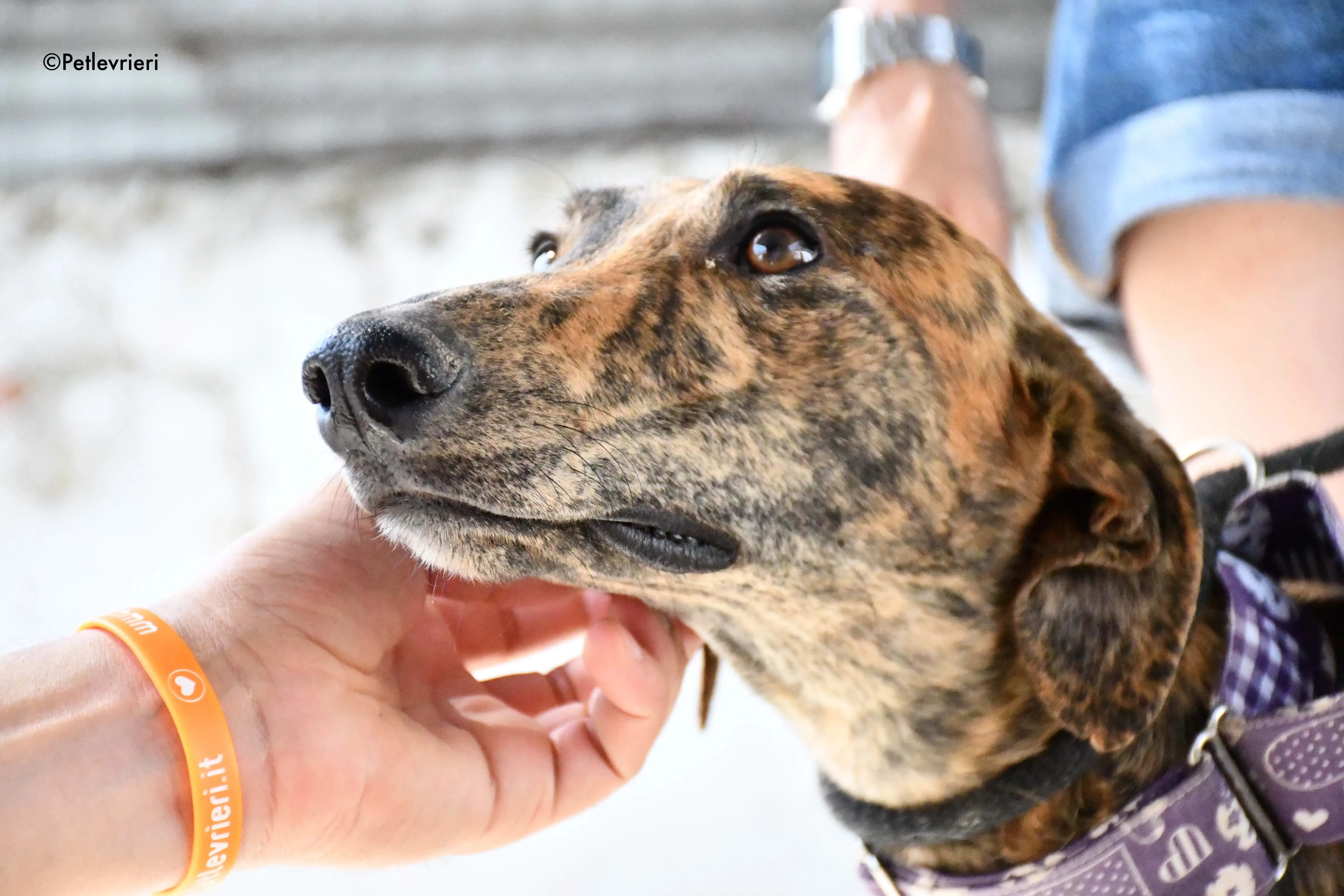 Viernes adozione levrieri galgo 7