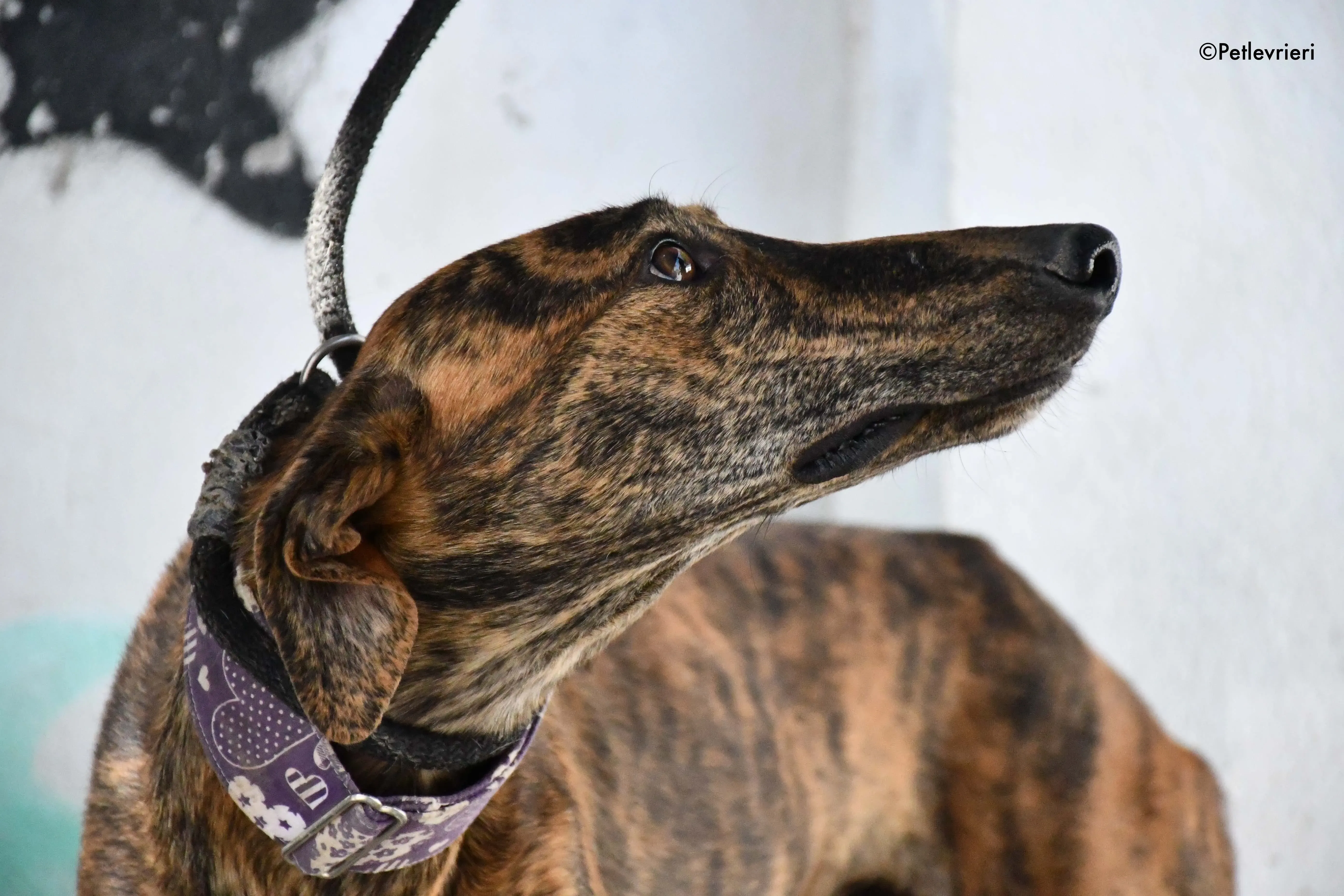 Viernes adozione levrieri galgo 9