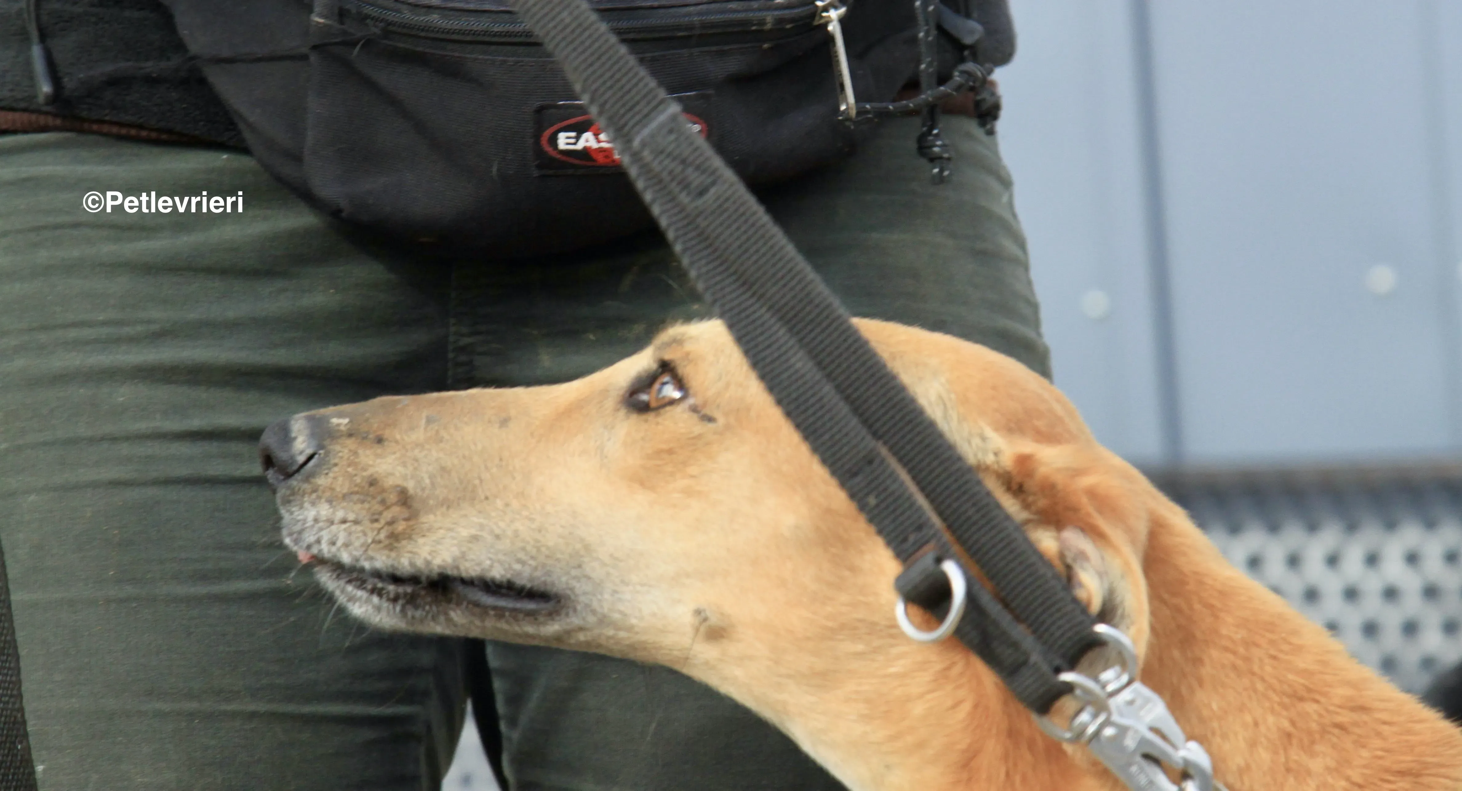 Vilma adozione levrieri galgo 1 2