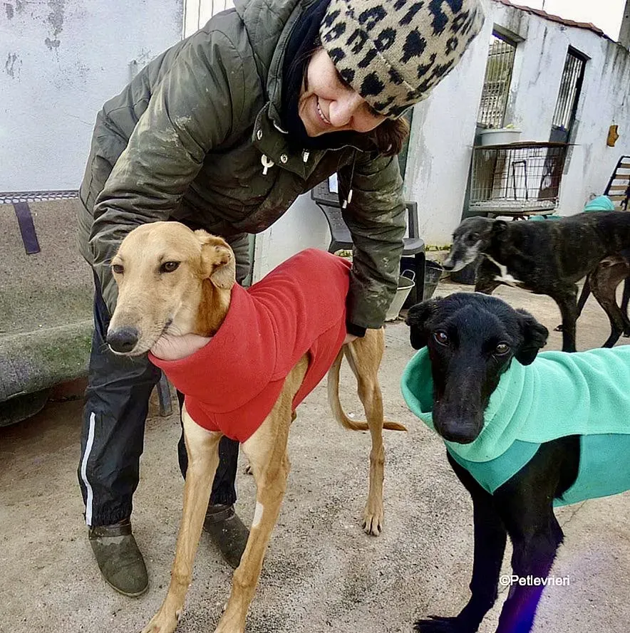 Vilma adozione levrieri galgo 1